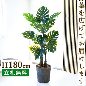 tFCNO[ Xe H180cm t / lHϗtA ϗtA tFCN  ^ 傫 X  JX J ړ] j Mtg v[g  ZW fnEX It