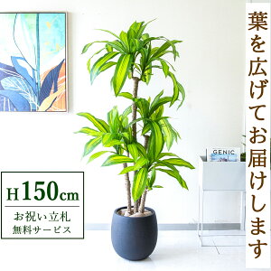 tFCNO[ }bT(K̖) H150cm t / lHϗtA ϗtA tFCN  X  JX J ړ] j Mtg v[g  ZW fnEX ItBX 