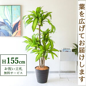 tFCNO[ }bT(K̖) H155cm t / lHϗtA ϗtA tFCN  X  JX J ړ] j Mtg v[g  ZW fnEX ItBX 