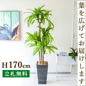 tFCNO[ }bT(K̖) H170cm t / lHϗtA ϗtA tFCN  ^ 傫 X  JX J ړ] j Mtg v[g  ZW fnE