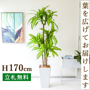 tFCNO[ }bT(K̖) H170cm t / lHϗtA ϗtA tFCN  ^ 傫 X  JX J ړ] j Mtg v[g  ZW fnE