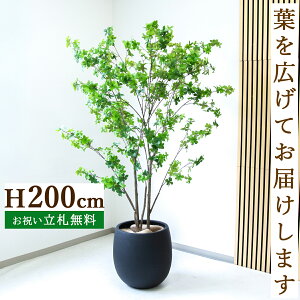 tFCNO[ hE_ccW H200cm t / lHϗtA ϗtA tFCN  ^ 傫 X  JX J ړ] j Mtg v[g  ZW fnEX 