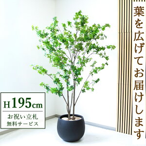 tFCNO[ hE_ccW H195cm t / lHϗtA ϗtA tFCN  ^ 傫 X  JX J ړ] j Mtg v[g  ZW fnEX 