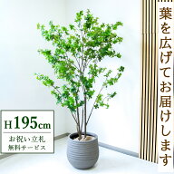 フェイクグリーン 観葉植物 人工観葉植物 ドウダンツツジ 大型 195cm 鉢付き / 立札無料 送料無料 法人・…