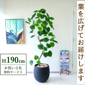 tFCNO[ Ex[^ H190cm t / lHϗtA ϗtA tFCN  ^ 傫 X  JX J ړ] j Mtg v[g  ZW fnEX I