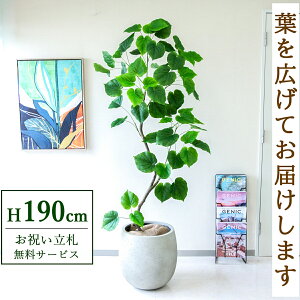 tFCNO[ Ex[^ H190cm t / lHϗtA ϗtA tFCN  ^ 傫 X  JX J ړ] j Mtg v[g  ZW fnEX I