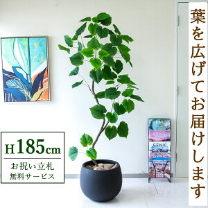 tFCNO[ Ex[^ H185cm t / lHϗtA ϗtA tFCN  ^ 傫 X  JX J ړ] j Mtg v[g  ZW fnEX I
