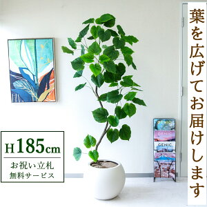 tFCNO[ Ex[^ H185cm t / lHϗtA ϗtA tFCN  ^ 傫 X  JX J ړ] j Mtg v[g  ZW fnEX I