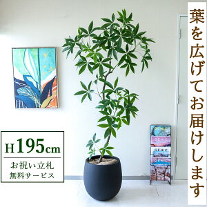 tFCNO[ pL H195cm t / lHϗtA ϗtA tFCN  ^ 傫 X  JX J ړ] j Mtg v[g  ZW fnEX ItBX 