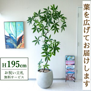 フェイクグリーン パキラ H約195cm 鉢付き / 人工観葉植物 観葉植物 フェイク 造花 大型 大きい 店舗 装飾 開店 開業 移転 祝い ギフト プレゼント おしゃれ 住宅展示場 モデルハウス オフィス