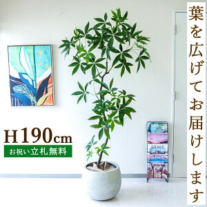 tFCNO[ pL H190cm t / lHϗtA ϗtA tFCN  ^ 傫 X  JX J ړ] j Mtg v[g  ZW fnEX ItBX 