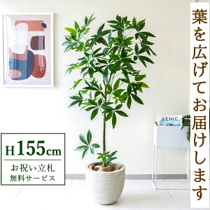 tFCNO[ pL H155cm t / lHϗtA ϗtA tFCN  X  JX J ړ] j Mtg v[g  ZW fnEX ItBX D /PG26