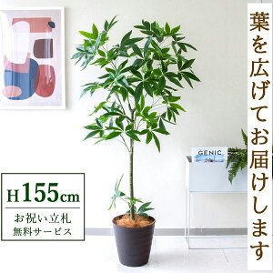 tFCNO[ pL H155cm t / lHϗtA ϗtA tFCN  X  JX J ړ] j Mtg v[g  ZW fnEX ItBX D /PG26