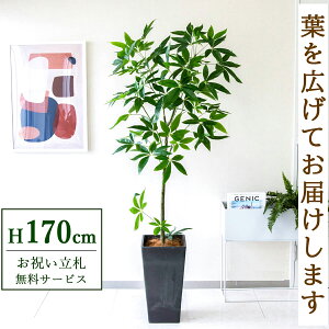 フェイクグリーン パキラ H約170cm 鉢付き / 人工観葉植物 観葉植物 フェイク 造花 大型 大きい 店舗 装飾 開店 開業 移転 祝い ギフト プレゼント おしゃれ 住宅展示場 モデルハウス オフィス