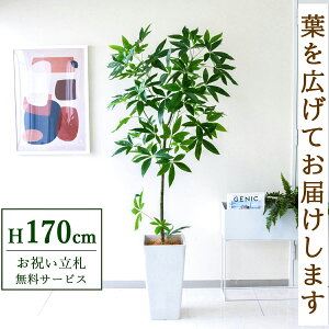 tFCNO[ pL H170cm t / lHϗtA ϗtA tFCN  ^ 傫 X  JX J ړ] j Mtg v[g  ZW fnEX ItBX 