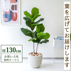 tFCNO[ JVoS H130cm t / lHϗtA ϗtA tFCN  X  JX J ړ] j Mtg v[g  ZW fnEX ItBX D