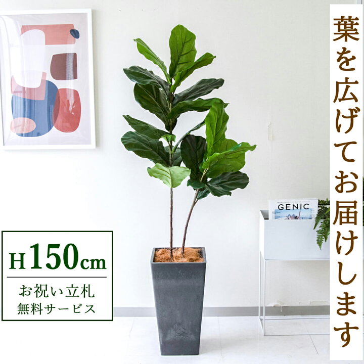 楽天市場】フェイクグリーン 観葉植物 人工観葉植物 フィカス 