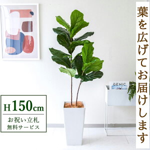 tFCNO[ JVoS H150cm t / lHϗtA ϗtA tFCN  X  JX J ړ] j Mtg v[g  ZW fnEX ItBX D