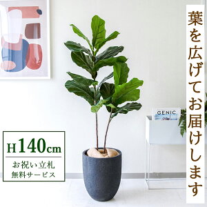 tFCNO[ JVoS H140cm t / lHϗtA ϗtA tFCN  X  JX J ړ] j Mtg v[g  ZW fnEX ItBX D