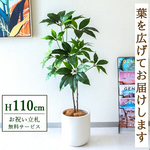 tFCNO[ cs^TX H110cm t / lHϗtA ϗtA tFCN  X  JX J ړ] j Mtg v[g  ZW fnEX ItBX D