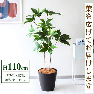 tFCNO[ cs^TX H110cm t / lHϗtA ϗtA tFCN  X  JX J ړ] j Mtg v[g  ZW fnEX ItBX D