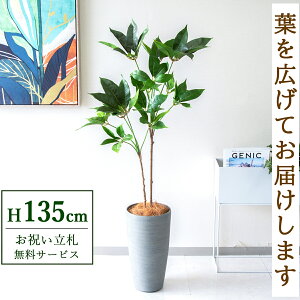 tFCNO[ cs^TX H135cm t / lHϗtA ϗtA tFCN  X  JX J ړ] j Mtg v[g  ZW fnEX ItBX D