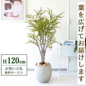 tFCNO[ t@[ H120cm t / lHϗtA ϗtA tFCN  X  JX J ړ] j Mtg v[g  ZW fnEX ItBX D /P