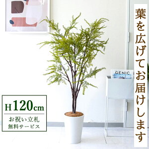 tFCNO[ t@[ H120cm t / lHϗtA ϗtA tFCN  X  JX J ړ] j Mtg v[g  ZW fnEX ItBX D /P