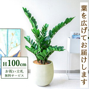 tFCNO[ U~tHA H100cm t / lHϗtA ϗtA tFCN  X  JX J ړ] j Mtg v[g  ZW fnEX ItBX D