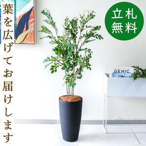 tFCNO[ glR H125cm t / lHϗtA ϗtA tFCN  X  JX J ړ] j Mtg v[g  ZW fnEX ItBX D /P