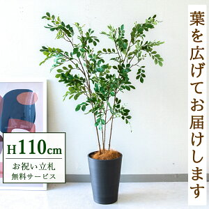 tFCNO[ glR H110cm t / lHϗtA ϗtA tFCN  X  JX J ړ] j Mtg v[g  ZW fnEX ItBX D /P