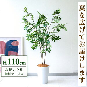 tFCNO[ glR H110cm t / lHϗtA ϗtA tFCN  X  JX J ړ] j Mtg v[g  ZW fnEX ItBX D /P