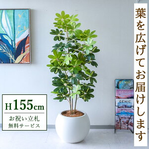 �t�F�C�N�O���[�� �ϗt�A�� �l�H�ϗt�A�� �V�F�t���� �J�|�b�N 155cm ���t�� / �����D������ �@�l�E�J�X�j�� �X�܁E�I�t�B�X���� ��ԉ��o ����/PG282-ROM43IV