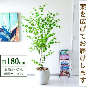�t�F�C�N�O���[�� �ϗt�A�� �l�H�ϗt�A�� �h�E�_���c�c�W ��^ 180cm ���t�� / ���D���� �������� �@�l�E�J�X�j�� �X�܁E�I�t�B�X���� ��ԉ��o ����/PG291-BAL35IV