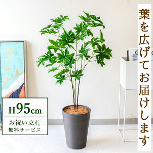 tFCNO[ oIouc[ H95cm t / lHϗtA ϗtA tFCN  X  JX J ړ] j Mtg v[g  ZW fnEX ItBX D