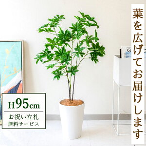 tFCNO[ oIouc[ H95cm t / lHϗtA ϗtA tFCN  X  JX J ړ] j Mtg v[g  ZW fnEX ItBX D