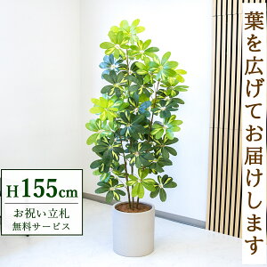 Dyz tFCNO[ lHϗtA VFt J|bN 155cm t / @lEJXj X܁EItBX ԉo /PG282-H29