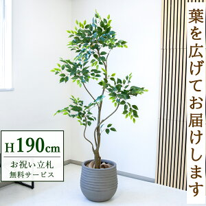 tFCNO[ xW~ H190cm t / lHϗtA ϗtA tFCN  ^ 傫 X  JX J ړ] j Mtg v[g  ZW fnEX I