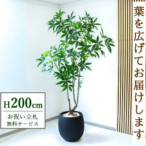 tFCNO[ pL H200cm t / lHϗtA ϗtA tFCN  ^ 傫 X  JX J ړ] j Mtg v[g  ZW fnEX ItBX 