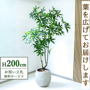 tFCNO[ pL H200cm t / lHϗtA ϗtA tFCN  ^ 傫 X  JX J ړ] j Mtg v[g  ZW fnEX ItBX 