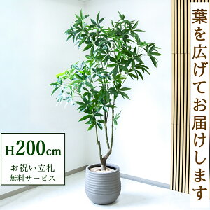 tFCNO[ pL H200cm t / lHϗtA ϗtA tFCN  ^ 傫 X  JX J ړ] j Mtg v[g  ZW fnEX ItBX 