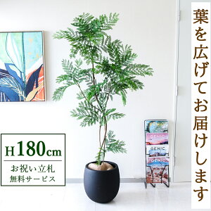 tFCNO[ Go[tbV H180cm t / lHϗtA ϗtA tFCN  ^ 傫 X  JX J ړ] j Mtg v[g  ZW fnEX