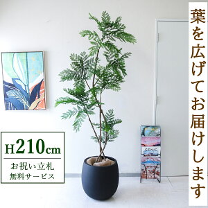 フェイクグリーン エバーフレッシュ H約210cm 鉢付き / 人工観葉植物 観葉植物 フェイク 造花 大型 大きい 店舗 装飾 開店 開業 移転 祝い ギフト プレゼント おしゃれ 住宅展示場 モデルハウス