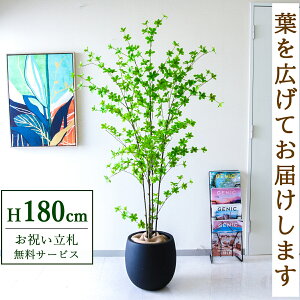 フェイクグリーン ドウダン H約180cm 鉢付き / 人工観葉植物 観葉植物 フェイク 造花 大型 大きい 店舗 装飾 開店 開業 移転 祝い ギフト プレゼント おしゃれ 住宅展示場 モデルハウス オフィ