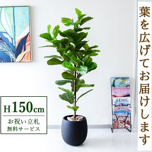 tFCNO[ JVoS H150cm t / lHϗtA ϗtA tFCN  X  JX J ړ] j Mtg v[g  ZW fnEX ItBX D