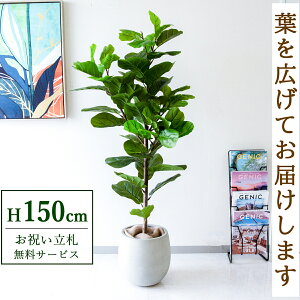 フェイクグリーン カシワバゴム H約150cm 鉢付き / 人工観葉植物 観葉植物 フェイク 造花 店舗 装飾 開店 開業 移転 祝い ギフト プレゼント おしゃれ 住宅展示場 モデルハウス オフィス 立札無