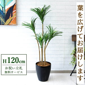 tFCNO[ bJ H120cm t / lHϗtA ϗtA tFCN  X  JX J ړ] j Mtg v[g  ZW fnEX ItBX D /PG01