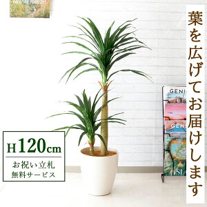 tFCNO[ hZiRVi H120cm t / lHϗtA ϗtA tFCN  X  JX J ړ] j Mtg v[g  ZW fnEX ItBX 