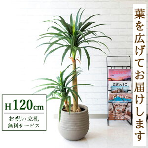 tFCNO[ hZiRVi H120cm t / lHϗtA ϗtA tFCN  X  JX J ړ] j Mtg v[g  ZW fnEX ItBX 