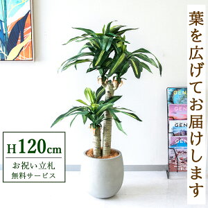 �t�F�C�N�O���[�� �ϗt�A�� �l�H�ϗt�A�� �K���̖� �h���Z�i �}�b�T���Q�A�i 120cm ���t�� / ���D���� �������� �@�l�E�J�X�j�� �X�܁E�I�t�B�X���� ��ԉ��o ����/PG016-BAL30IV